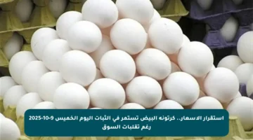استقرار الأسعار.. كرتونة البيض تستمر في الثبات اليوم الخميس 9-10-2025 رغم تقلبات السوق